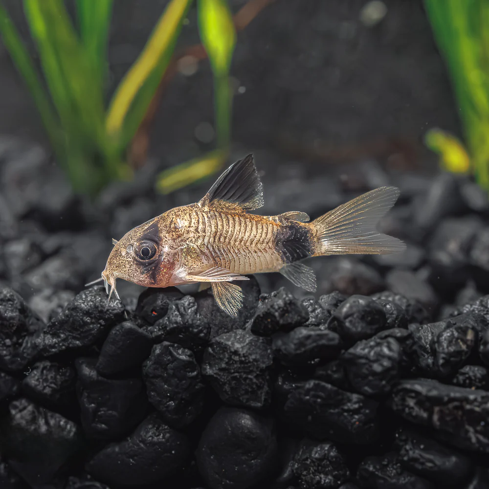 PANDA CORYDORAS